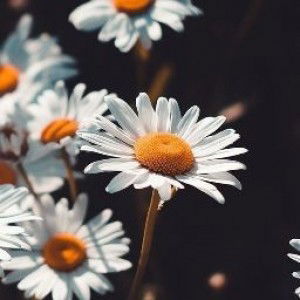 Puteri Fenni profile icon