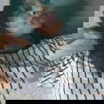 Salve Catina profile icon