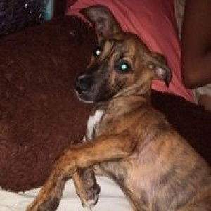 Angelica Baggao profile icon