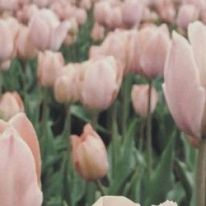 Nur Edreena profile icon