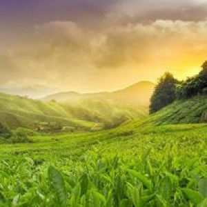 Eno Lerian Sainul S profile icon