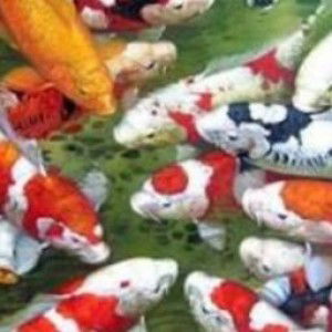 lenie Sihite profile icon