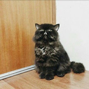 Tia Nurdianti profile icon