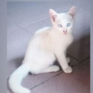 Riyul II profile icon