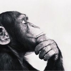 shofia p profile icon