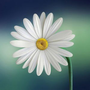 Felicia Megasari profile icon