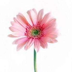 Meyrose profile icon