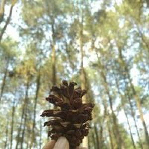 Hesti Arini profile icon