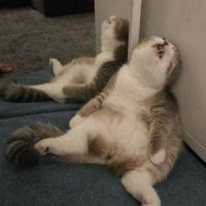 Agoes Soediyanto profile icon