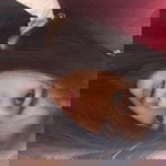 A Cat Small profile icon