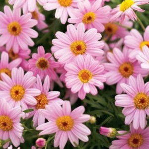 Titis tria profile icon