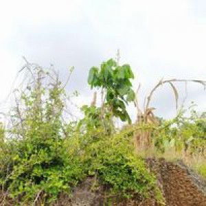 Aris Waluyo profile icon