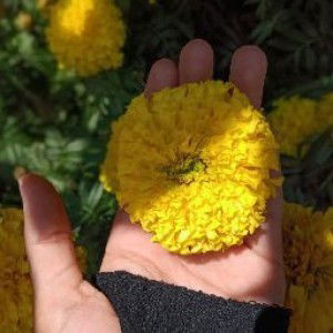 Maulida Fitria Farhah profile icon