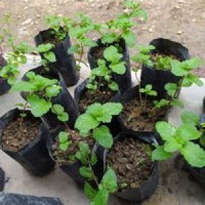 Asnita Sari profile icon