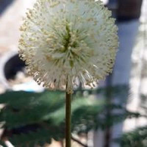 Ierma Listiyani profile icon