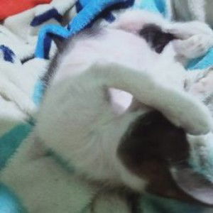 Dewi Hartati profile icon