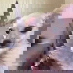 kundew dewww profile icon