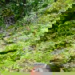 irma solikatul laili profile icon