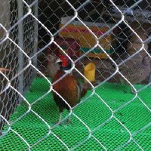 Mỹ Liên profile icon