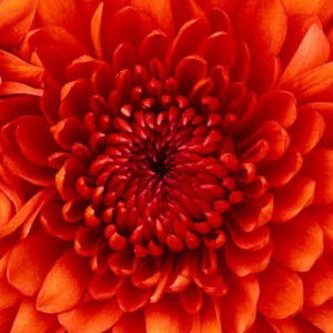 Dilla Zamuri profile icon