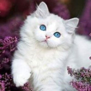 Yuliyah Lia profile icon