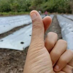 Farlisa W profile icon