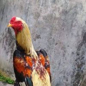 Cha AL-khifary Gemmer X profile icon