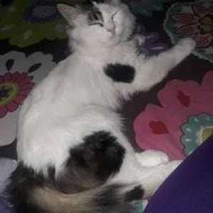 Alwiyah profile icon