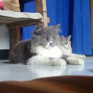 Jungkat Penatas profile icon