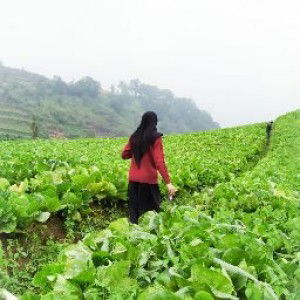 Dina Nisrina profile icon