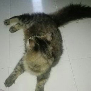 Nur Rasyiqah profile icon