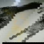 Nur Rasyiqah profile icon