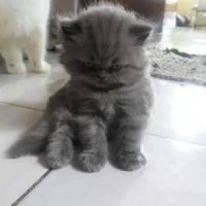 Nor Aisyah profile icon