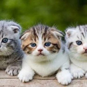 Umi Istifaiyah profile icon