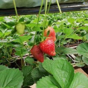 puan Lin profile icon