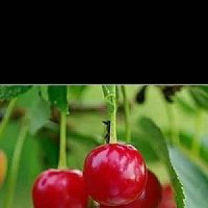 santi sugiarti profile icon