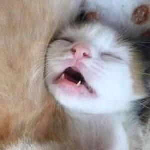 Nurdiaty Akmal Siregar profile icon