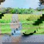 Gibzy Pong profile icon