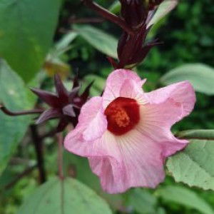 risa uwiwien profile icon