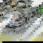 Wawa Omr profile icon