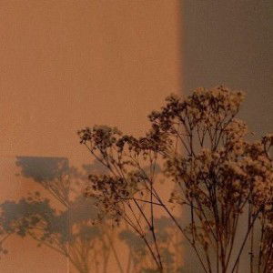 haifaaa profile icon