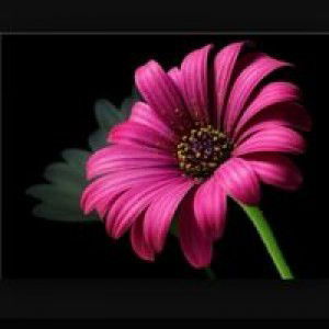 Ajeng Ummu Raisha profile icon