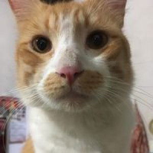 Nisfatul Ma'wa profile icon