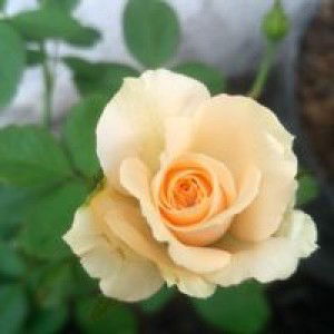 Fatimah Imah profile icon