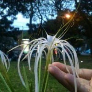 Imah Halimah profile icon