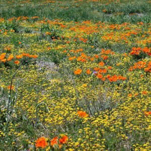 ayu nugraha profile icon