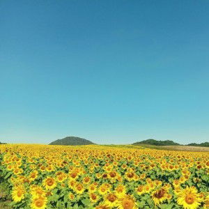 BEEbee AMORNRUT profile icon