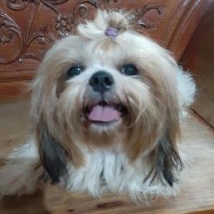 Judy Ann Santos profile icon