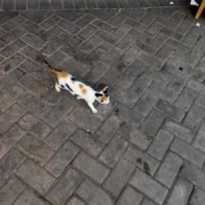 Mega Riswati profile icon