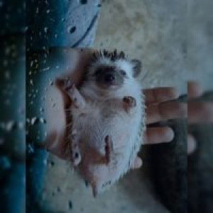 Hedgehog's Friendz profile icon